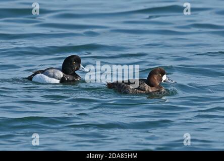 Grand Fuligule (Aythya marila nearctica) paire d'adultes nageant dans le port de Choshi, préfecture de Chiba, Japon Février Banque D'Images