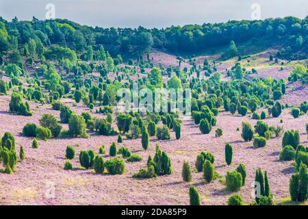 Wilsede: Dépression Totengrund, bruyère sablonneuse, bruyère à fleurs (Calluna vulgaris), genévrier commun (Juniperus communis), Lüneburger Heide, Lüneb Banque D'Images