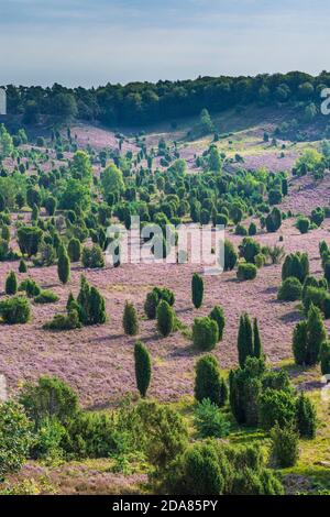 Wilsede: Dépression Totengrund, bruyère sablonneuse, bruyère à fleurs (Calluna vulgaris), genévrier commun (Juniperus communis), Lüneburger Heide, Lüneb Banque D'Images