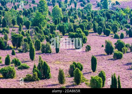 Wilsede: Dépression Totengrund, bruyère sablonneuse, bruyère à fleurs (Calluna vulgaris), genévrier commun (Juniperus communis), Lüneburger Heide, Lüneb Banque D'Images