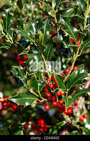 Un Bush houx rempli de baies pour les oiseaux et pour les décorations de Noël - Chichester, West Sussex, Angleterre, Royaume-Uni Banque D'Images