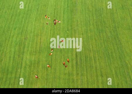 Vaches à la ferme de bétail sur le pâturage herbacé un jour ensoleillé. Banque D'Images