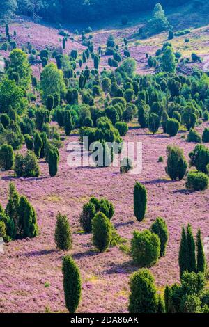 Wilsede: Dépression Totengrund, bruyère sablonneuse, bruyère à fleurs (Calluna vulgaris), genévrier commun (Juniperus communis), Lüneburger Heide, Lüneb Banque D'Images