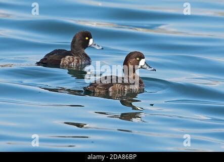 Grand Fuligule (Aythya marila nearctica) deux femelles adultes nageant dans le port de Choshi, préfecture de Chiba, Japon Février Banque D'Images