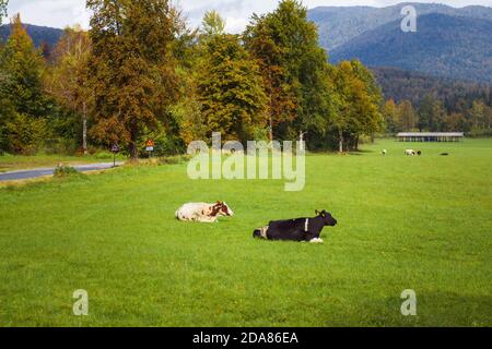 Vaches à la ferme de bétail sur le pâturage herbacé un jour ensoleillé. Banque D'Images