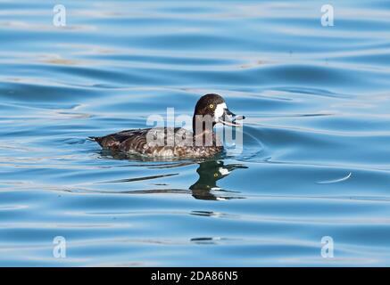 Grande trempe (Aythya marila nearctica) adulte femelle nageant dans le port, buvant Choshi, préfecture de Chiba, Japon Février Banque D'Images