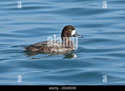 Greater Scaup (Aythya marila nearctica) adult female swimming in harbour  Choshi, Chiba Prefecture, Japan        February Stock Photo