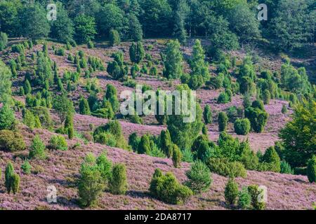 Wilsede: Dépression Totengrund, bruyère sablonneuse, bruyère à fleurs (Calluna vulgaris), genévrier commun (Juniperus communis), Lüneburger Heide, Lüneb Banque D'Images