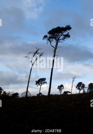 Une journée de gris sur les collines de Lickey au Royaume-Uni alors que les arbres solitaires se tiennent debout contre un ciel froid de novembre. Banque D'Images