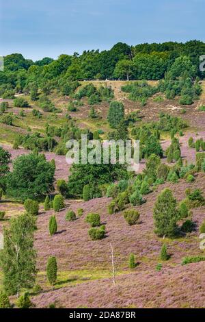 Wilsede: Dépression Totengrund, bruyère sablonneuse, bruyère à fleurs (Calluna vulgaris), genévrier commun (Juniperus communis), Lüneburger Heide, Lüneb Banque D'Images