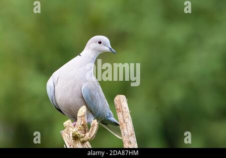 Dove à col, colombe eurasienne de taille moyenne, perchée sur une branche au-dessus d'un jardin britannique, Bedfordshire, 2020 Banque D'Images