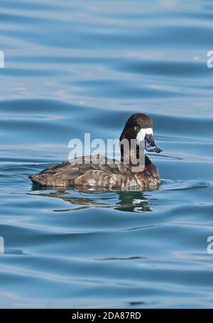 Greater Scaup (Aythya marila nearctica) adult female swimming in harbour  Choshi, Chiba Prefecture, Japan        February Stock Photo