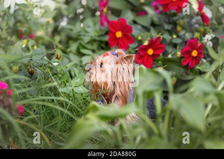 Portrait du joli petit chien terrier du yorkshire parmi les fleurs jardin d'été Banque D'Images