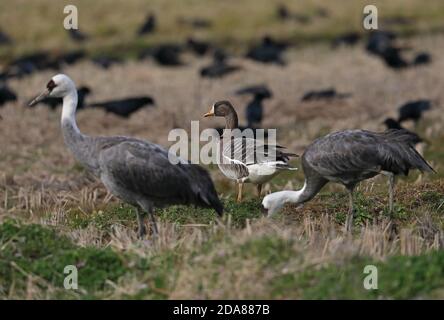 Grande OIE à front blanc (Anser albifrons frontalis) adulte avec grues à capuchon (Grus monacha) Arasaki, Kyushu, Japon Mars Banque D'Images