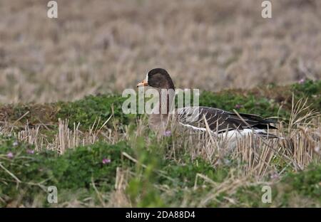 Greater White-fronted Goose (Anser albifrons frontalis) adult lying down in stubble  Arasaki, Kyushu, Japan      March Stock Photo