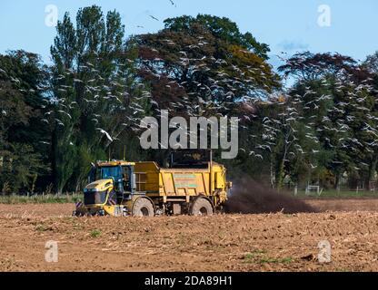 Véhicule agricole qui répand du lisier dans le champ avec des goélands volant, East Lothian, Écosse, Royaume-Uni Banque D'Images