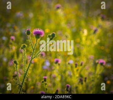 Tige avec des épines de chardon en fleur dans un champ d'été un jour d'été clair Banque D'Images