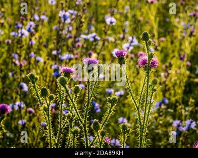 Tiges épineuses de chardon en fleurs dans un champ d'été un jour d'été clair Banque D'Images