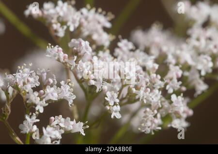 Fleur valériane (Valeriana officinalis) gros plan, foyer local Banque D'Images