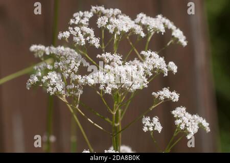 Fleur valériane (Valeriana officinalis) gros plan, foyer local Banque D'Images