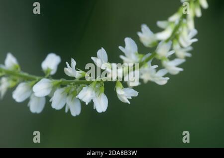 Fleurs Melilotus albus, prise de vue macro, mise au point locale Banque D'Images