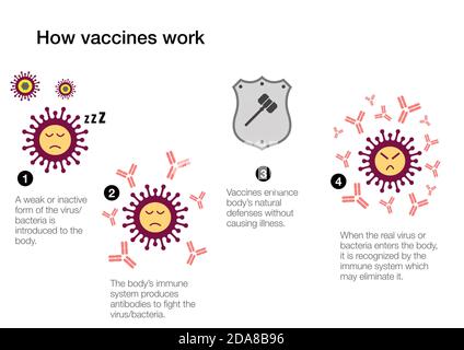 Comment les vaccins fonctionnent pour produire des anticorps et stimuler le système immunitaire systèmes de défense contre le coronavirus Banque D'Images