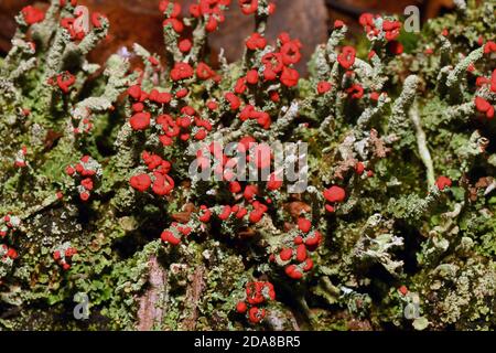 Lichen, 'Cladonia floerkeana'. Fruit rouge vif en novembre, sur un arbre pourri stump.in boisés promenade dans Somerset.UK Banque D'Images