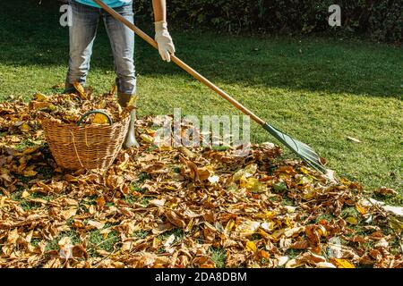 Personne rassant les feuilles tombées dans le jardin.fille tenant un râteau et nettoyant la pelouse des feuilles pendant la saison d'automne.fille debout avec râteau. Automne Banque D'Images