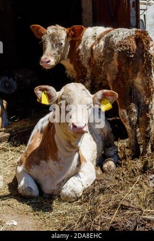 Deux Calf sur une petite ferme serbe Banque D'Images