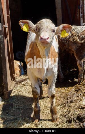 Deux Calf sur une petite ferme serbe Banque D'Images