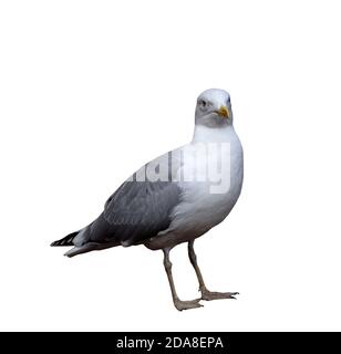 Portrait du mouette en pleine croissance isolée sur fond blanc Banque D'Images