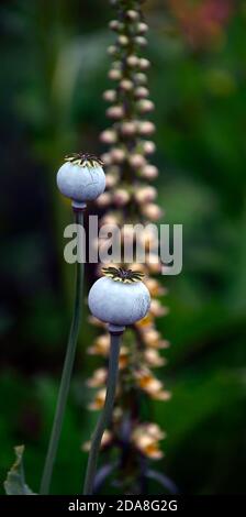 Pavot à opium, coquelicots,tête de pépins de pavot,têtes de pépins de pavot,digitalis ferruginea,foxglove,foxgloves, jardin, RM Floral Banque D'Images