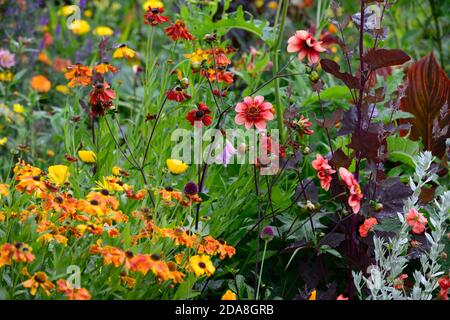 dahlia totalement tangerine,dahlias,orange,fleur,fleurs,Floraison,vivace,vivaces,vivaces,Helenium et dahlias,orange pâle rose lueur,anemone fleuri dahl Banque D'Images