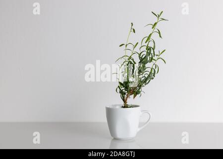 Petite et jeune plante de lavande pousse dans une tasse blanche debout sur un bureau blanc sur fond blanc isolé. Banque D'Images