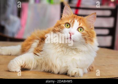 Admirez le joli chat rouge adulte Banque D'Images