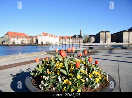 Tulipes sur le front de mer à Copenhague lors d'une belle source jour Banque D'Images