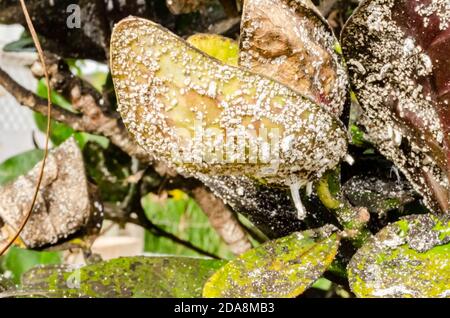 Une plante de croton est recouverte de écailles blanches sur le dessous des feuilles et de taches fongiques brunes et blanches sur le dessus. Banque D'Images