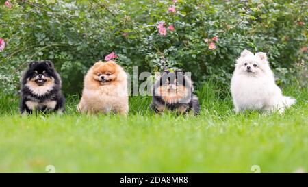 Portrait de chiens pomeraniens spitz moelleux assis sur l'herbe verte souriant et posant dans la nature Banque D'Images