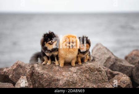 Trois adorables chiens spitz amis assis sur le rocher en arrière-plan de la mer Banque D'Images