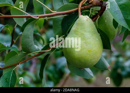 Gros plan branche de poire avec gouttes d'eau sur les fruits Banque D'Images