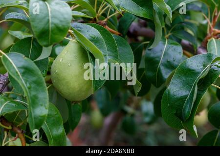 Gros plan branche de poire avec gouttes d'eau sur les fruits Banque D'Images