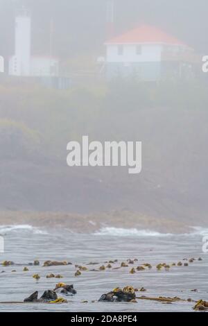 Loutres de mer flottant à l'intérieur d'un lit de varech du phare de l'île Kains, sur la côte nord-ouest de l'île de Vancouver, Colombie-Britannique, Canada. Banque D'Images