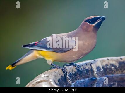 Une aile de cèdre colorée à la cire de boire d'un bain d'oiseaux en plein soleil. Banque D'Images