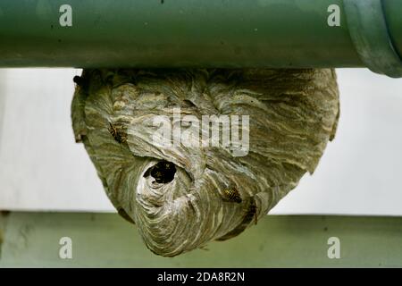 Gros plan d'un nid de sasp Banque D'Images