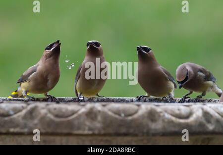 Quatre oiseaux de cèdre à la cire boivent d'un bain de naissance avec un fond vert doux. Banque D'Images