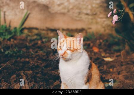 Chat de gingembre assis dans la cour Banque D'Images