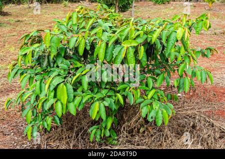 Petit arbre Starapple Banque D'Images