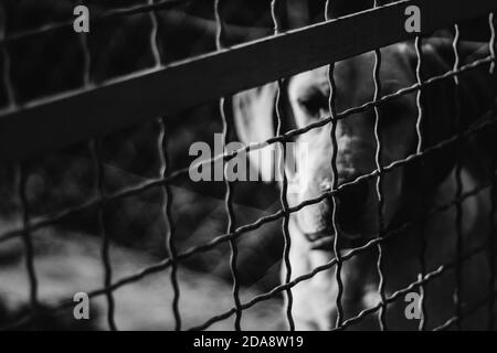 Chien malheureux assis derrière la clôture en métal dans un refuge, concept d'abus d'animaux, image noir et blanc. Banque D'Images