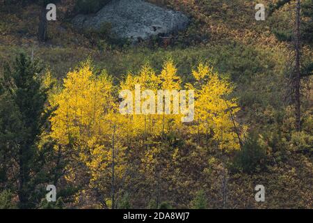 Tremble jaune brillant dans la couleur de l'automne au milieu des pins lodgepole dans les montagnes dans le parc national de Yellowstone dans le Wyoming, Etats-Unis. Banque D'Images