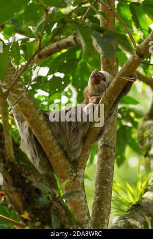Le Sloth à deux doigts de Hoffman vit dans des arbres de la forêt tropicale d'Amérique centrale et d'Amérique du Sud. Banque D'Images